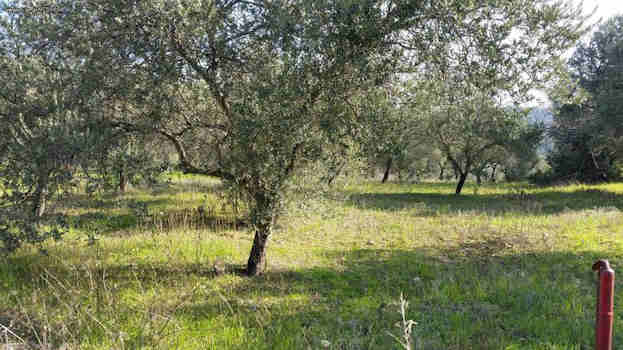 Χωράφι για φωτοβολταϊκό Νάξος